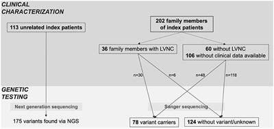 Reduced Systolic Function and Not Genetic Variants Determine Outcome in Pediatric and Adult Left Ventricular Noncompaction Cardiomyopathy